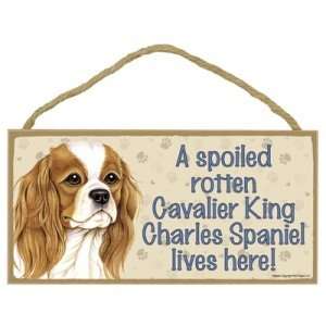 Cavalier King Charles Spaniel   A Spoiled Rotten Cavalier King Charles 