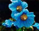 30+ BLUE POPPY (MECONOPSIS) FLOWER SEEDS / PERENNIAL  