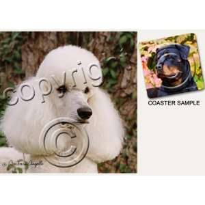  Poodle Dog Drink Coasters   White