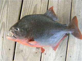 BIG XXL Piranha Fish MOUNT Taxidermy  w/TEETH Unique  