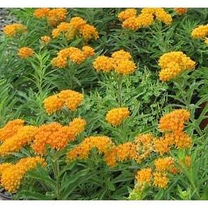  BUTTERFLY MILKWEED / 1 gallon Potted Patio, Lawn & Garden