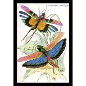 com Insects Locusta Cristata and L. Flava   Paper Poster (18.75 x 28 