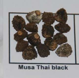 neue Hybridbanane Musa Thai black schwarze Banane Samen sehr selten 