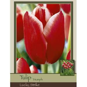   Tulip Triumph Lucky Strike Pack of 100 Bulbs Patio, Lawn & Garden