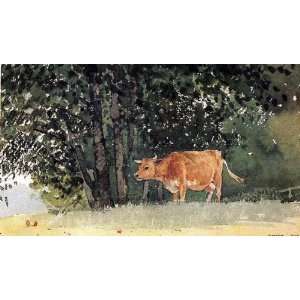 Cow in Pasture 