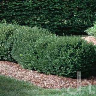 Boxwood Shrubs (Green Mountain) from OnlinePlantCenter  The Home 