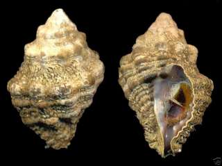 Bestshells Morula Margariticola 22.94 mm Fine + +  