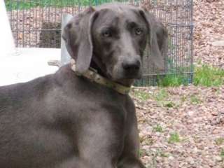 Weimaraner Hündin blau, 8 Monate alt, Ahnentafel, kein Notverkauf in 