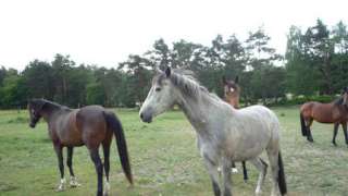 Verkaufe Deutsches Sportpferd in Brandenburg   Calau  Pferde 