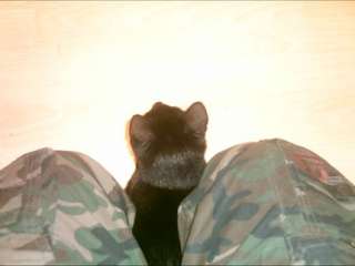 suche junge Katze Katzenbaby schwarz EKH BKH Hauskatze weiblich in 