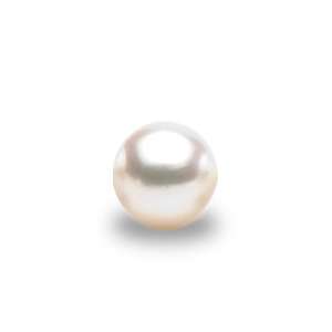 Wish Pearl from Oyster plus Necklace ~ Dolphin  