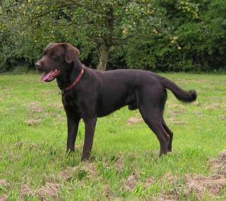 Labradorwelpen in Nordrhein Westfalen   Langerwehe  Hunde & Zubehör 