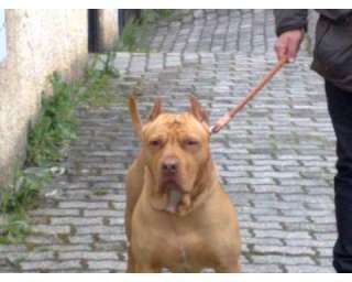 American pit bull terrier disponibile per a Sulmona    Annunci