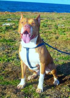 Disponibile American Pitbull Ukc a Bagheria    Annunci