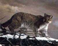 Cougar by Charles Frace Mountain Lion Wildlife Print  