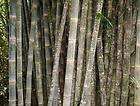 giant bamboo  