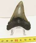 dent de requin angustiden 7 7 cms megalodon 009 achat immediat 