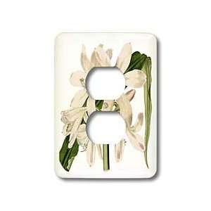 Florene Flower   White Vintage Amaryllis Flower   Light Switch Covers 