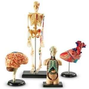 NEW Learning Resources Anatomy Models Bundle Set Ages 8 11photo 