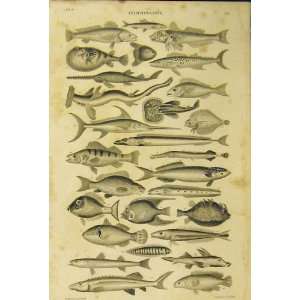  Ichthyology Fish Species C1860 Animated Nature Print