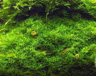 Java Moss 3BAG(15*10CM)   Live Aquarium Plant Fish Fern  