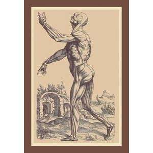  Vintage Art Second Plate of the Muscles   11872 5