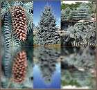 Colorado Blue Spruce, Picea pungens glauca, Tree Seeds ~ Zone 4   7 