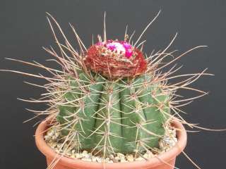   Ernestii ssp longicarpus long spines cacti rare cactus seed 100 SEEDS