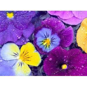  Pansy Flowers Floating in Bird Bath with Dew Drops 