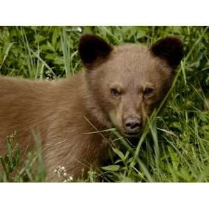 Black Bear (Ursus Americanus) Cub, Waterton Lakes National Park 