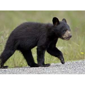 Black Bear (Ursus Americanus) Cub Crossing the Road, Alaska Highway 