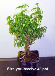 Too Little Weeping Fig Pre Bonsai Tree   Ficus   4 pot  