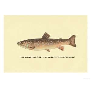  The Brook Trout Giclee Poster Print by H.h. Leonard, 16x12 