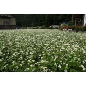    400 Heirloom Variety Mancan Buckwheat Seeds 