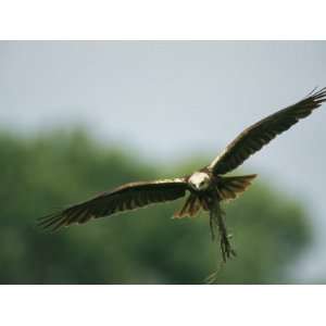  Raptor in Flight with Nest Building Material in its Talons 