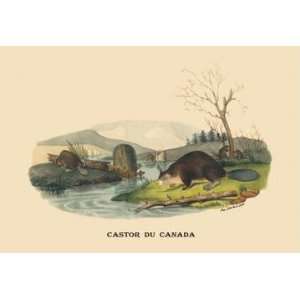   Castor du Canada (Beaver) 12x18 Giclee on canvas