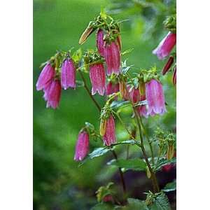   Pink Canterbury Bells 25 Plants Campanula Patio, Lawn & Garden