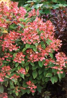 Quick Fire® Hydrangea PW® ColorChoice® 3 GALLON SIZE  