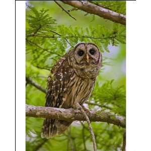 Barred Owl   in cypress tree. Common in dense coniferous forests and 