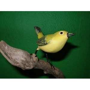 Canario de Mangle (Yellow Warbler)