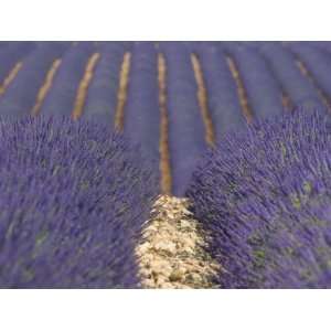  De Haute Provence, Valensole, Lavendar Fields, Provence Alpes Cote D 