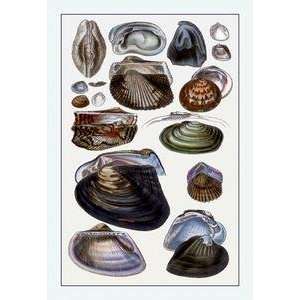  Vintage Art Shells Dimyaria #4   11714 1