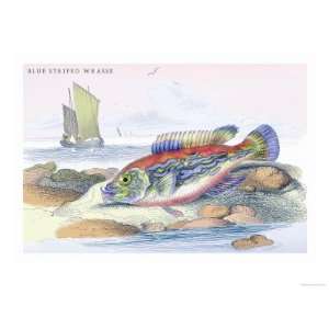   Wrasse Giclee Poster Print by Robert Hamilton, 16x12