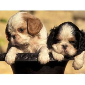  Domestic Dogs, Two King Charles Cavalier Spaniel Puppies 