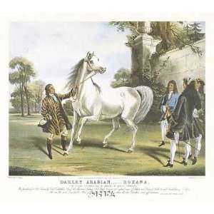  Darley Arabian, Roxana by Francis Calcroft Turner 11.75X15 