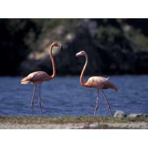  Pink Flamingos on Lake Goto Meer, Bonaire, Caribbean 