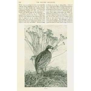    1898 Songs Of American Birds by John Burroughs 