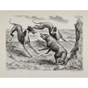  1939 John Steuart Curry Hounds Coyote Fight Dogs Print 