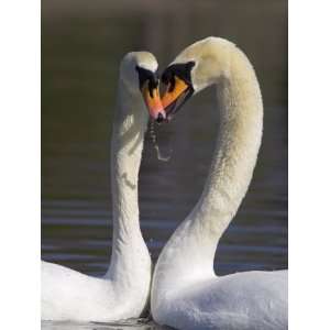  Mute Swan Pair, Courting at Martin Mere Wildfowl and Wetlands Trust 