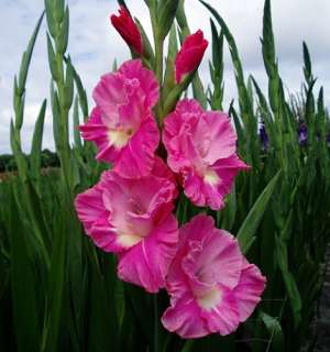 Porterdale Gladiolus   10 Bulbs   Pink  